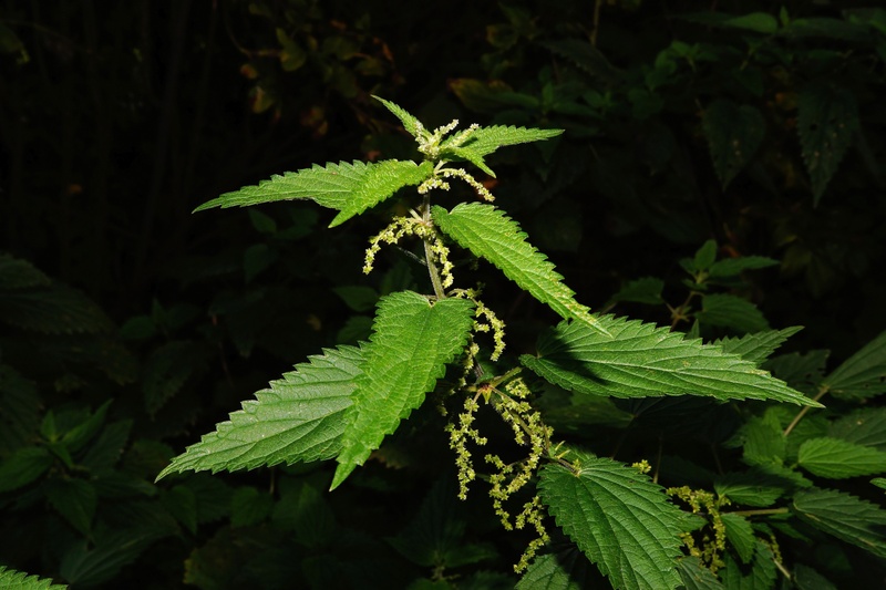 nature, plant part, burning hair, fern, fragility, methane acid, outdoors, pain, 5K, stinging nettle, natural pattern, leaves, plant, food, leaf, beauty in nature