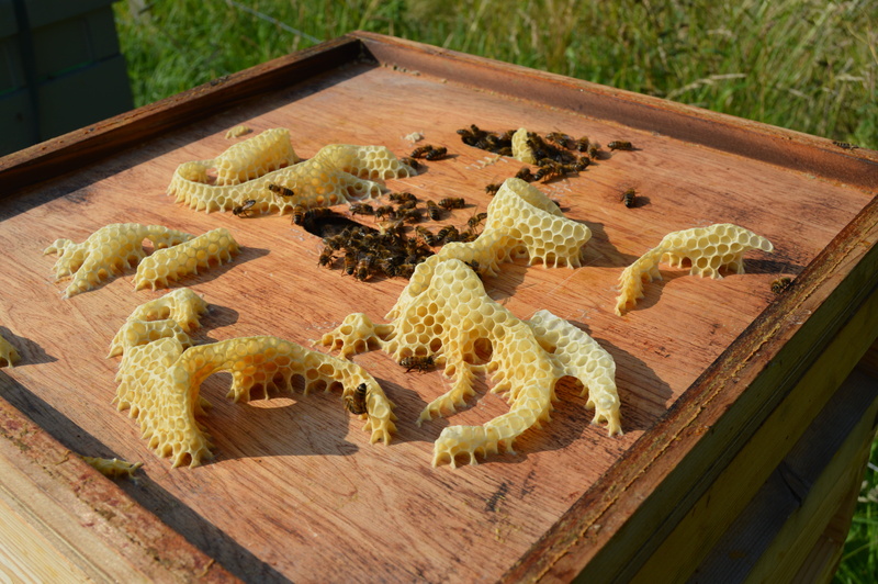 beeswax, bee, animal, hive, growth, animal wildlife, wax, focus on foreground, plank, table, plant, freshness, honeycomb, no people, outdoors, wood - material