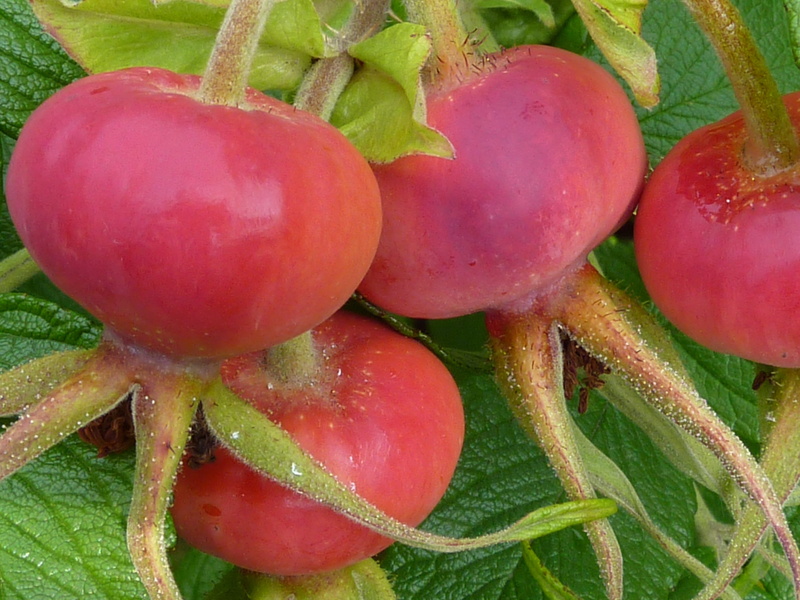 leaf, tomato, food, summer, organic, hiffen, 2K, hive, hetscherl, Rose Hip, no people, agriculture, rose apples, green Color, vegetable, red, rosa canina