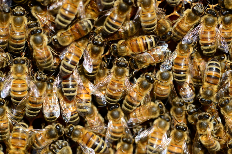 black, close-up, full frame, animals in the wild, insect, nature, honey bee, apiculture, brown, insects, macro, bee, beekeeping, bees, animals, beehive