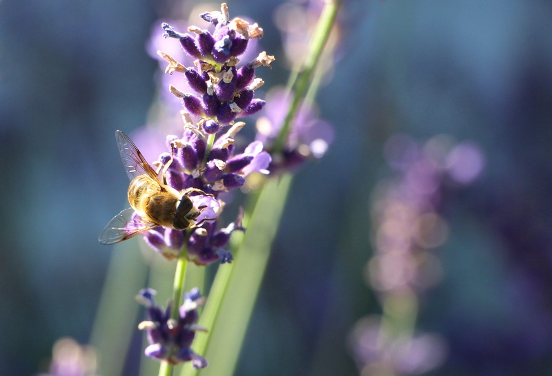 flowers, pollination, animal wildlife, beauty in nature, fragility, lavender, one animal, vulnerability, flower head, nectar, blooming lavender, macro
