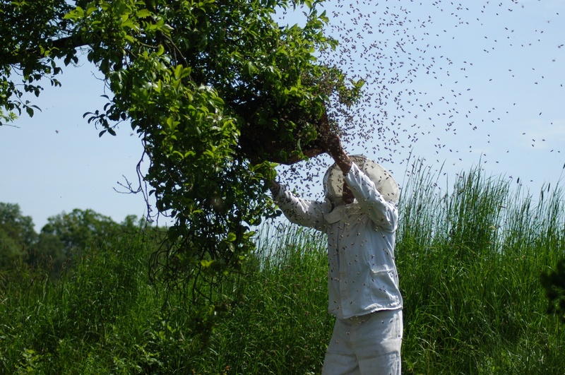 hive, honey, day, 1080P, front view, field, carnica, real people, arms raised, holding, bees, human arm, three quarter length, bee keeping, tree, insect