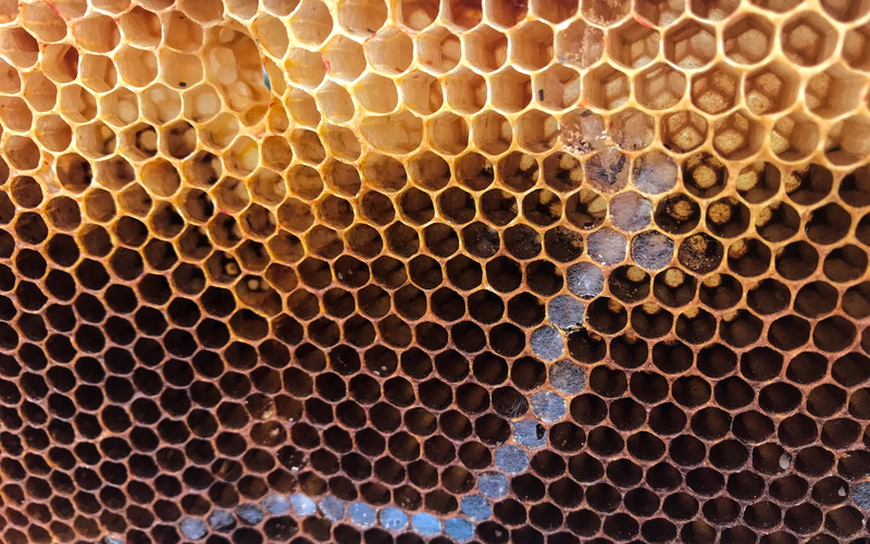design, full frame, wooden shoe tulip farm, pattern, oregon, geometric shape, close-up, beehive, beauty in nature, apiculture, animal wildlife, bee, animal themes