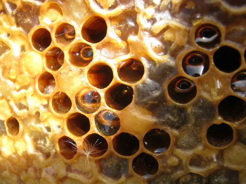 hole, design, geometric shape, detail, apiculture, beehive, pattern, reserves, animal wildlife, Cell, Hive, Wax, honeycomb, no people, Bee, full frame