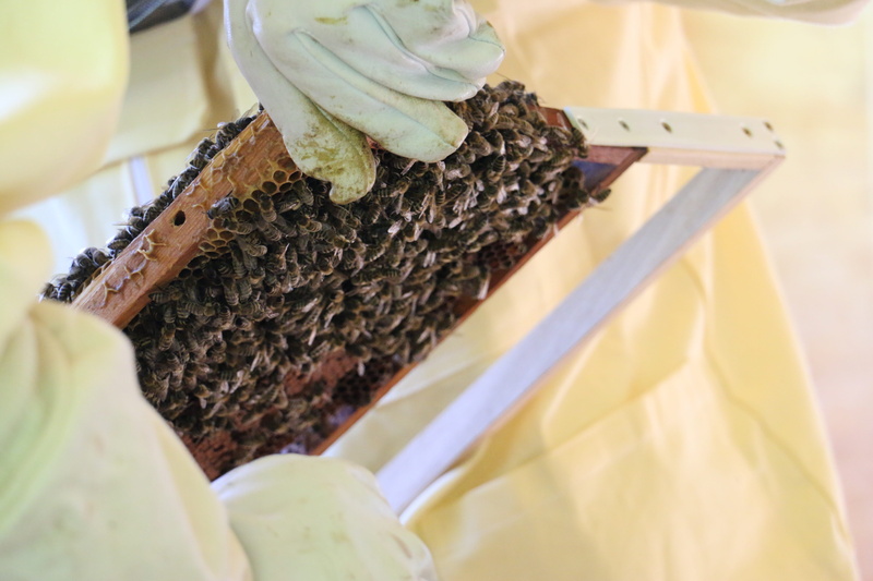 bee booty, close-up, hive, Nature, table, Beekeeper, work, still life, large group of animals, indoors, food, food and drink, 5K, day, high angle view