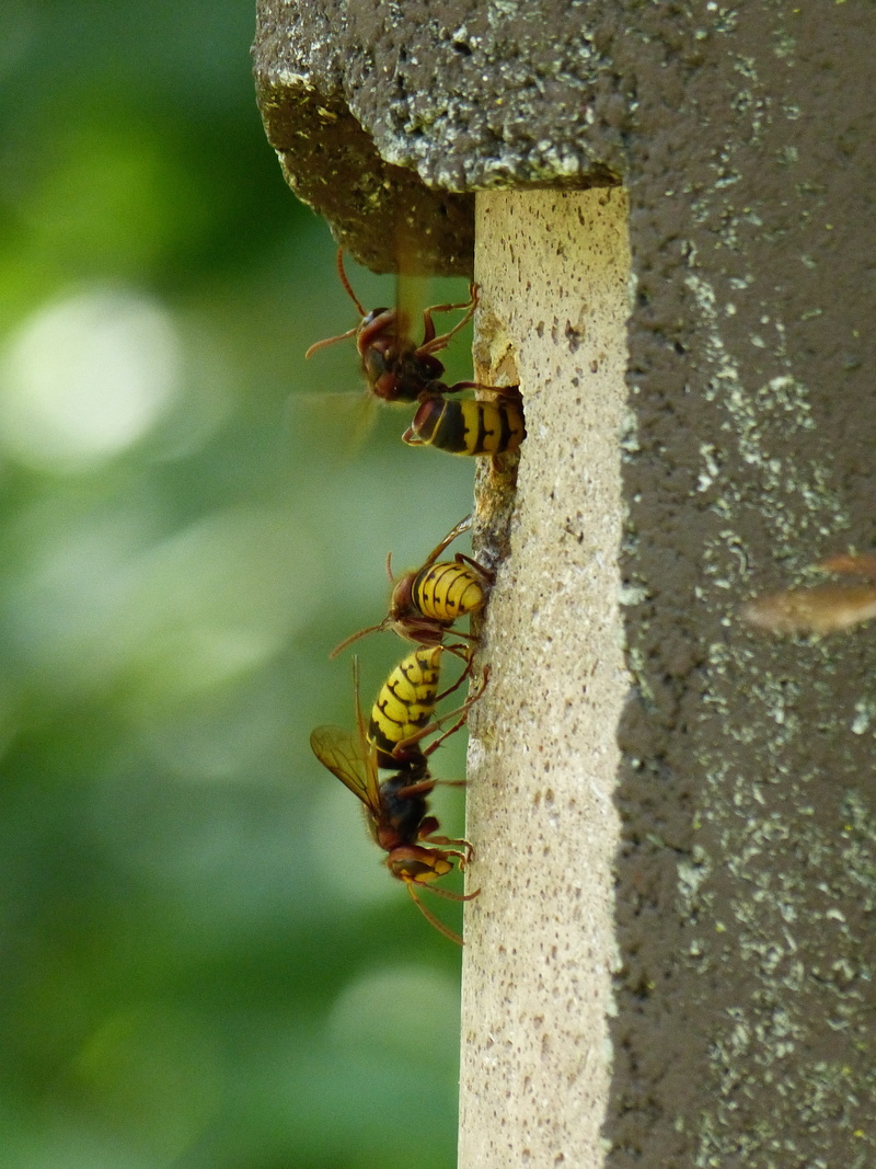 vespa crabro, arthropod, wasp, hornissennest, animal themes, bee, two animals, incubator, sting, crawl, nesting box, entry hole, insect, invertebrate, animal wildlife