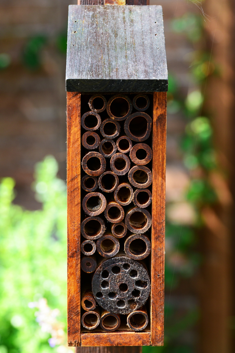 no people, bamboo, green color, gray, close-up, 5K, tree trunk, old, brown, insect house, plant, wood - Material, circle, metal, wild, pattern, tree, wood