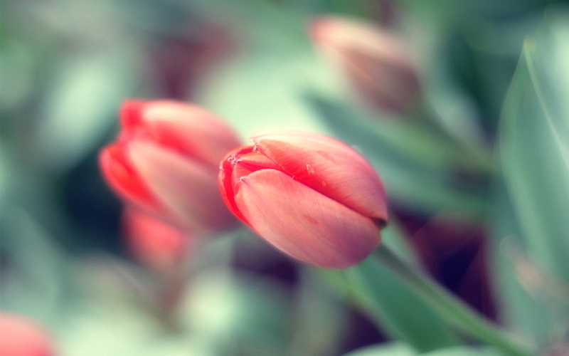 vulnerability, inflorescence, 1080P, s, women, flowering plant, red, macro, pink, tulips, growth, flowers, tulip, outdoors, selective focus, no people