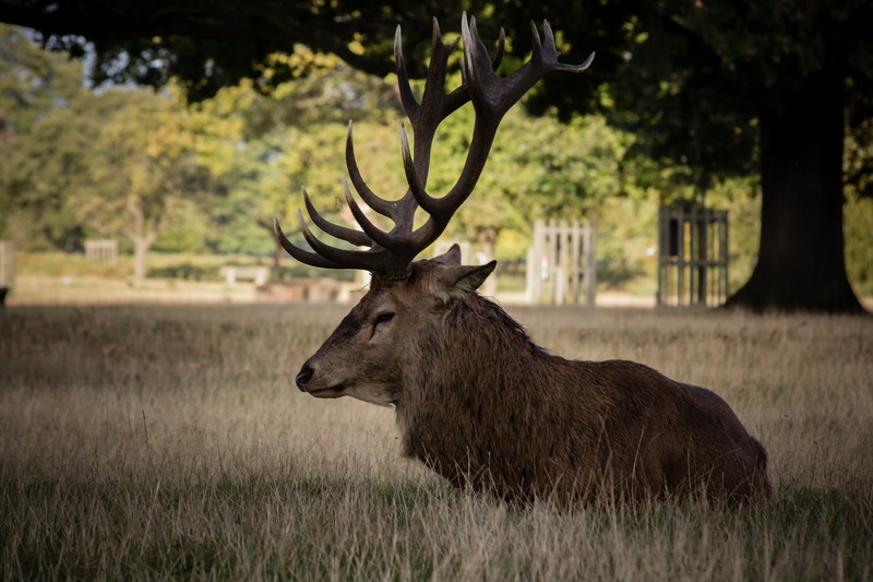 moose, season, wild, winter, forest, daytime, symbol, black, antler, horn, doe, animal, hunter, grass, head, animal wildlife, mammal, white, male, animals In The Wild