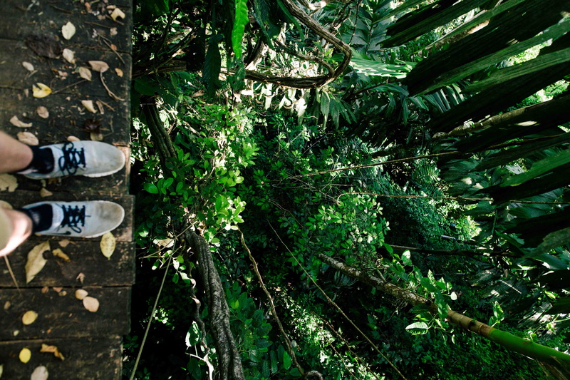 rainforest, jungle, edge, human Hand, males, perry grone, day, men, cliffhanger, adult, young Adult, safety, people, women, leaf, rope, outdoors, person