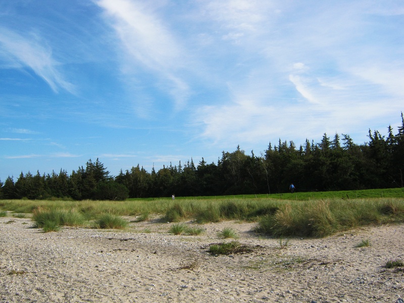 scenics - nature, nature, dunes, day, field, no people, tranquil scene, coastal landscape, landscape, growth, sky, tree, environment, beauty in nature