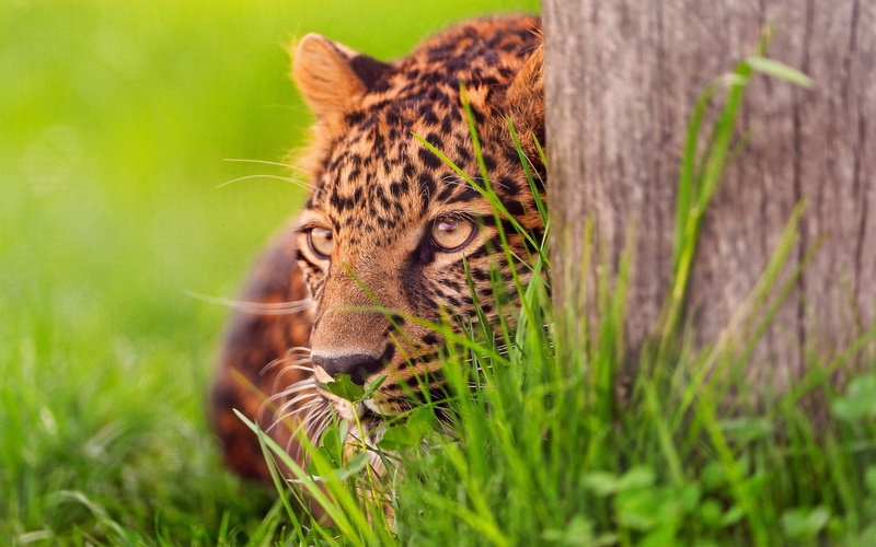 1080P, Cheetah, Target, Ambush