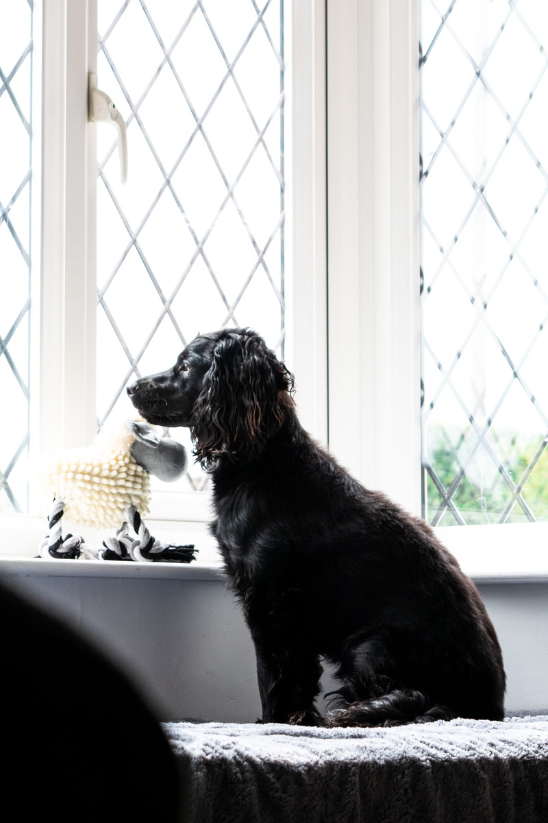 outside, spaniel, no People, purebred Dog, portrait, white, friendship, indoors, cute, one Animal, good boy, domestic Life, retriever, looking, waiting