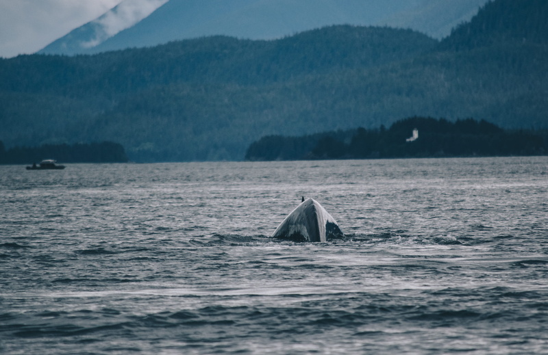 marine, orca, mountain range, one animal, dolphin, waterfront, sea, sea life, ocean, killer whale, animal themes, 5K, mountain, humpback whale, mammal