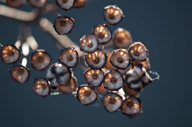 black color, ripe, blue, selective focus, wildflower, studio shot, directly below, triangular, brown, reflection, 4K, nature, food, plant, new england