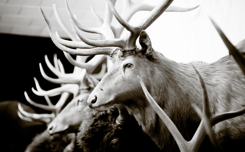 one animal, focus on foreground, Restaurant, animal wildlife, animals in the wild, grayscale, animal head, Animal, close-up, California, antler, animal themes