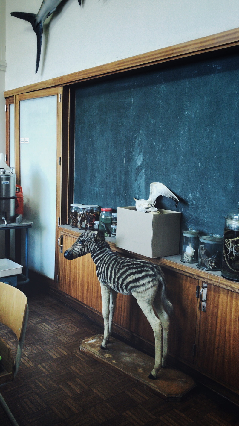 whisker, table, domestic room, domestic, domestic animals, feline, rbins, biology, domestic cat, vertebrate, zebra, chair, furniture, pets, curiosities