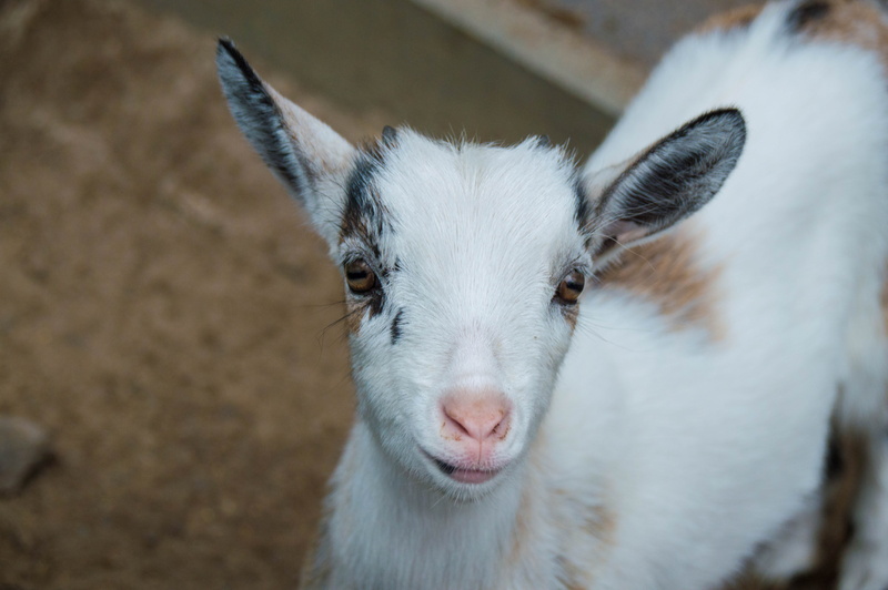 agriculture, sheep, livestock, one animal, baby goat, animal themes, kid, pets, rural Scene, 5K, domestic, farm, herbivorous, animal ear, animal wildlife
