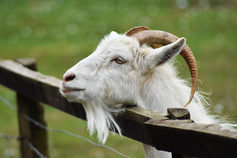 outdoors, white, eyes, spring, cattle, summer, herbivorous, day, animal themes, wildlife, barrier, field, buck, furry, grass, domestic animals, no people