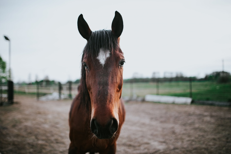 outdoors, brown, rural Scene, mane, Portrait, livestock, thoroughbred Horse, sky, nature, looking at camera, meadow, domestic, close-up, mare, vertebrate