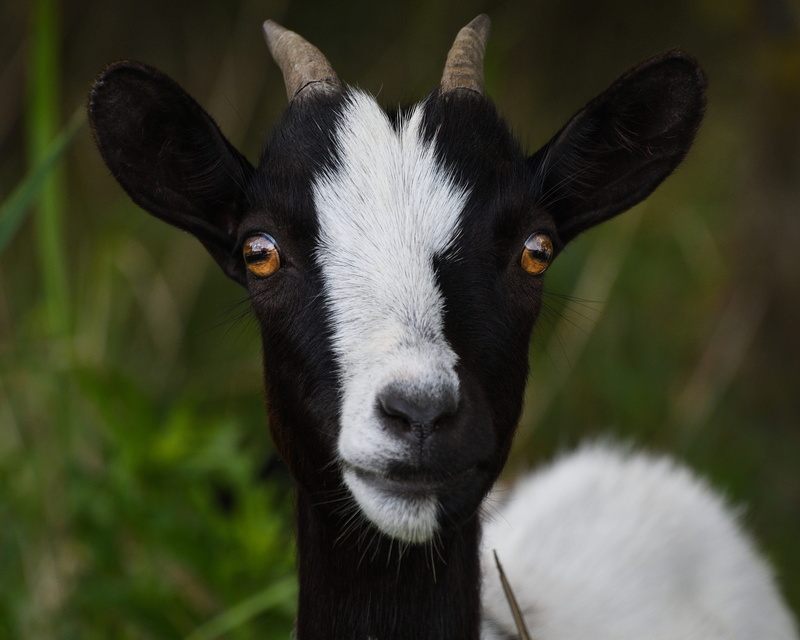 nature, domestic animals, day, livestock, close-up, one animal, looking at camera, focus on foreground, pets, vertebrate, Portrait, herbivorous, Look, animal body part