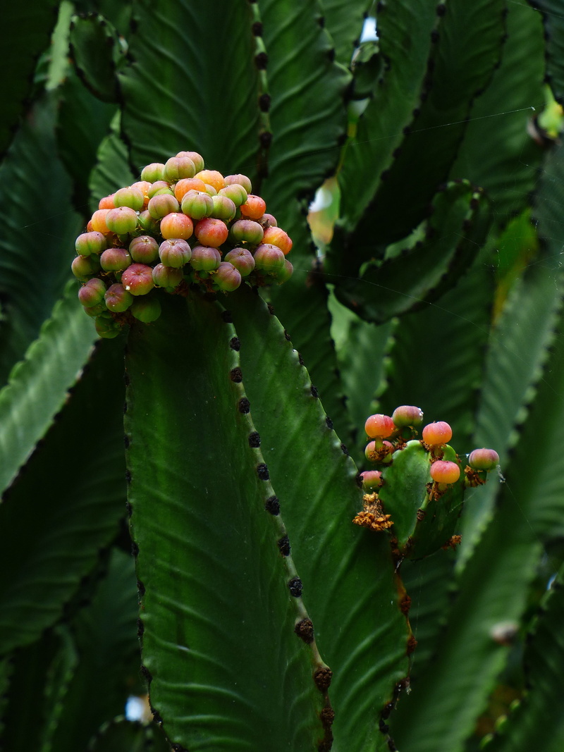 outdoors, Plant, tree, wellbeing, 4K, flower, green color, fruit, spurge family, Blossom, growth, no people, euphorbiaceae, euphorbia, leaf, plant part