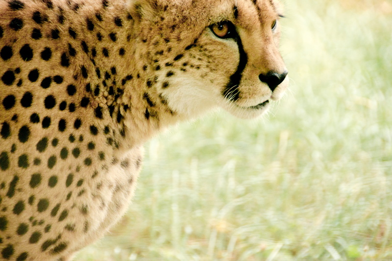 concerns, watch, kenya, view, daytime, whisker, animals in the wild, fur, mammal, brown, animals hunting, mammals, vintage, one animal, holiday, cat, park