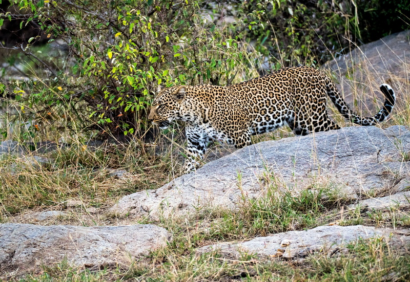 outdoors, 4K, cheetah, no people, spotted, one animal, animals in the wild, big cat, animal, panther, vegetation, daytime, masai mara national reserve