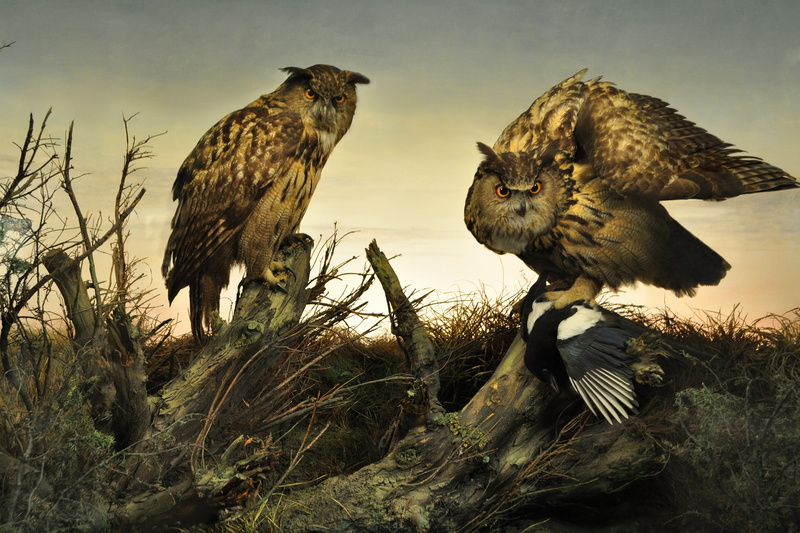 land, two animals, feather, group of animals, animals in the wild, vertebrate, outdoors, cut, eagle, branch, owls, 4K, brown, yellow, taxidermy, forest