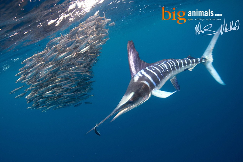 sea, fishes, fishing, sport, underwater, ocean, 1080P, fish, marlin, water