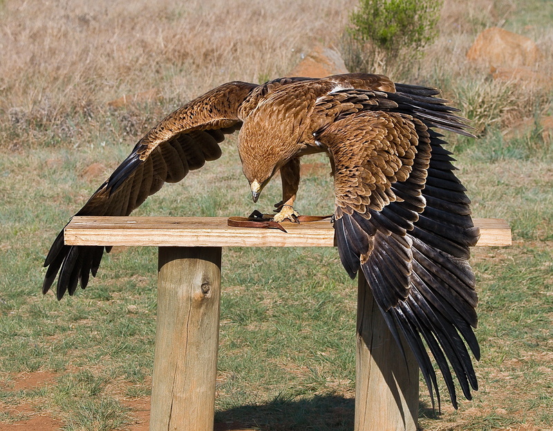 plant, bird of Prey, tree, nature, feathers, table, animal wildlife, feather, black, greedy, brown, eagle, bird watching, vertebrate, animals Hunting, wood - material