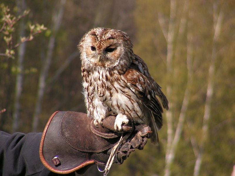 beak, tawny owl, feather, perching, focus, forest, wildlife, one animal, outdoors, focus on foreground, predators, brown, close-up, photography, animal