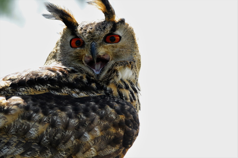 animals in the wild, bird of Prey, animal themes, animals Hunting, wild, looking at camera, 5K, portrait, no people, outdoors, animal, copy space, animal wildlife
