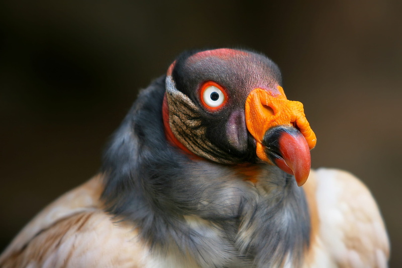 animals in the wild, head, 1080P, brown, falcon, one animal, raptor, mouth open, portrait, feather, graceful, photography, close-up, black background