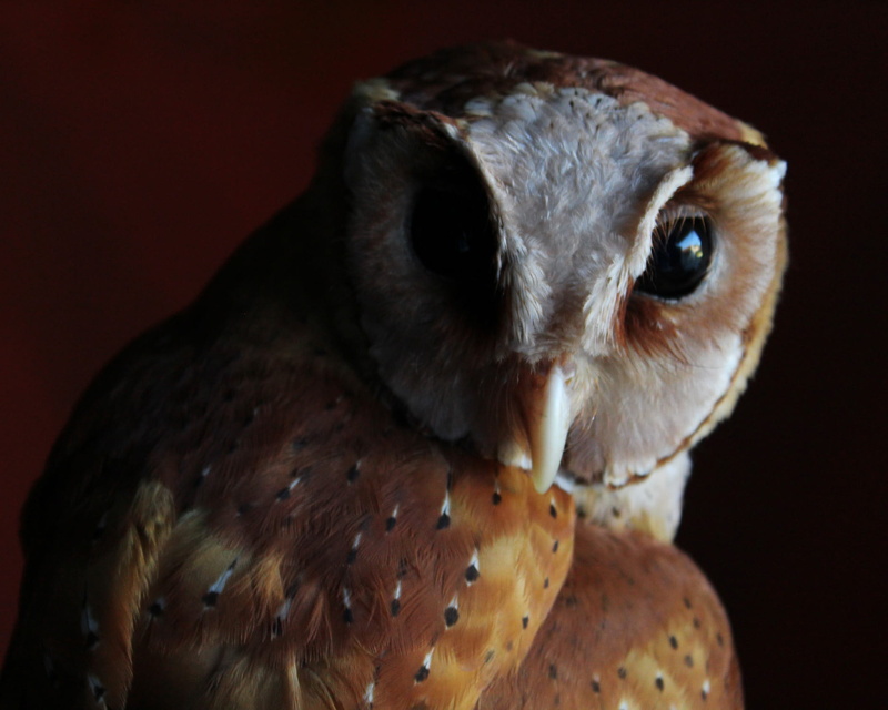 vertebrate, beak, one animal, colored background, owl, indoors, eye, looking at camera, exotic, feathers, bird, black background, portrait, bird of prey