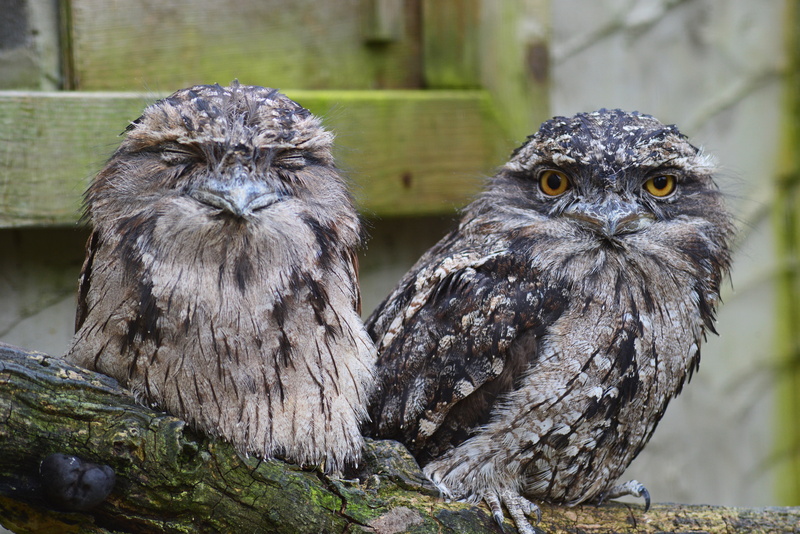 beak, animal, surface, owl, animal wildlife, two, bird, day, group of animals, black, feathers, close-up, portrait, carnivore, two animals, pair, tawny frogmouth owl