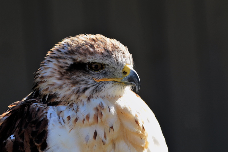 plumage, beak, prey, nature, animals in the wild, ferruginous hawk, wildlife, portrait, raptor, avian, animal wildlife, animal head, eagle, talons, close-up