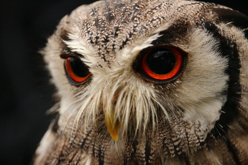 animal, feather, animal head, nocturnal, avian, zoo, wildlife, portrait, vertebrate, close-up, flight, nature, feathers, beak, eyes, looking, raptor, animal wildlife