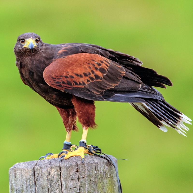 wild, wooden post, bird of Prey, carnivore, animal, bark, eagle, wildlife, animals In The Wild, beak, animals Hunting, feather, vertebrate, harris, focus on foreground