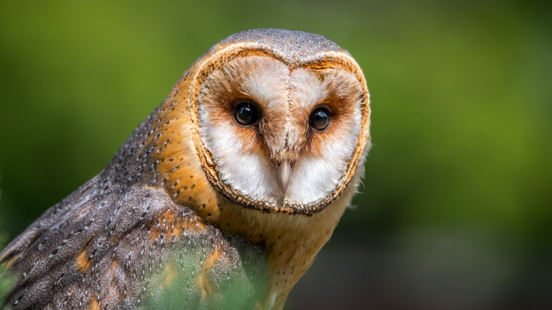 animal wildlife, animal head, nature, animals in the wild, vertebrate, photo, outdoors, beak, bird of prey, owl, eye, 5K, hunter, animal body part, predator