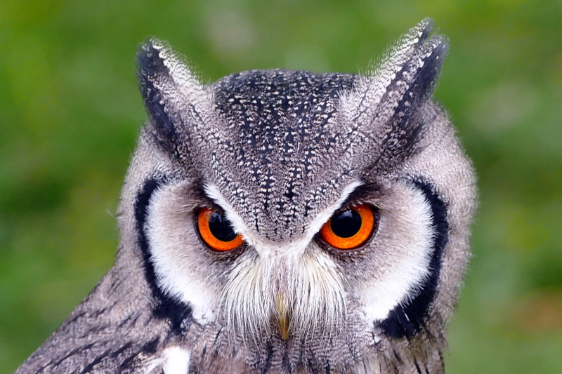 beak, yellow eyes, animal themes, outdoors, animal wildlife, animal head, vertebrate, wildlife, feather, animal, zoo, brown, hoot, portrait, bright, panning