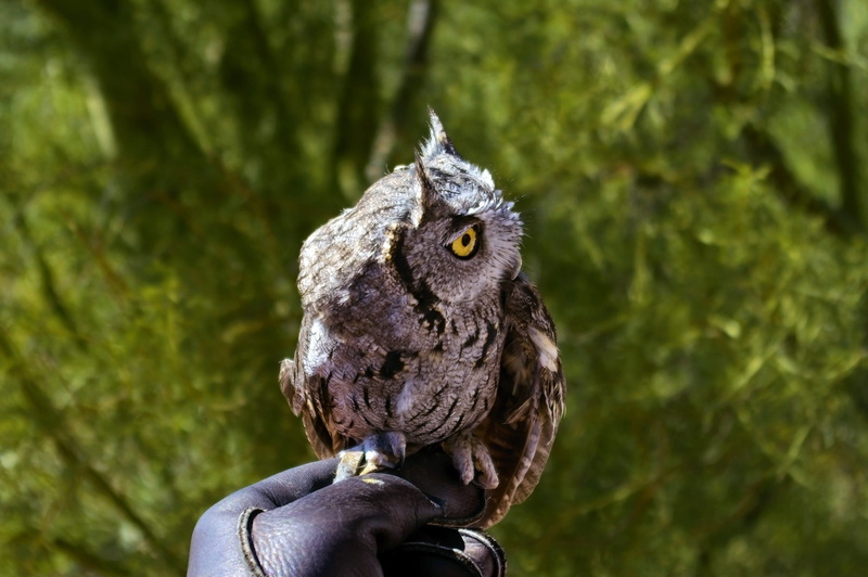 one animal, unrecognizable person, animal wildlife, real people, predator, lifestyles, arizona-sonora desert museum, close-up, 2K, owl, wildlife, hand