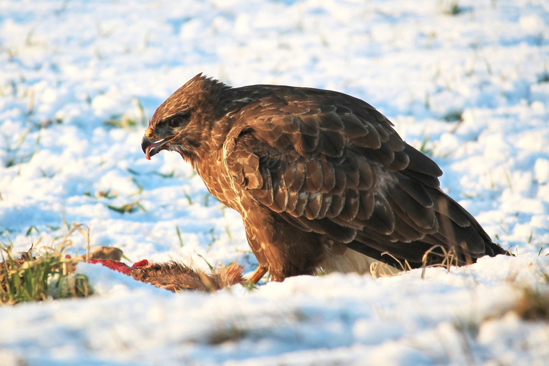 close, hunter, no people, eat, feather, one animal, beak, profile view, avian, buzzard, bird of prey, plumage, land, creature, eagle - bird, cold, nature