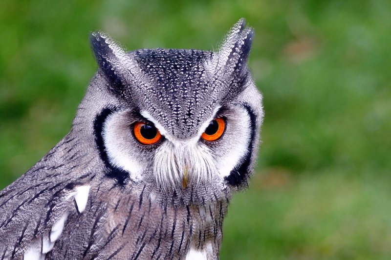 fauna, day, nocturnal, wild, no people, black, herbivorous, animal head, animals in the wild, animal, mammal, owl, wildlife, eye, animal eye, close-up