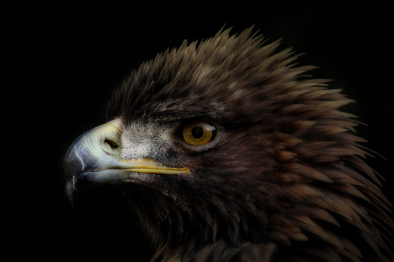 adler, animal Eye, animals In The Wild, wild bird, no people, looking away, 4K, beak, animal themes, one animal, bird, animal, aggression, animal body part