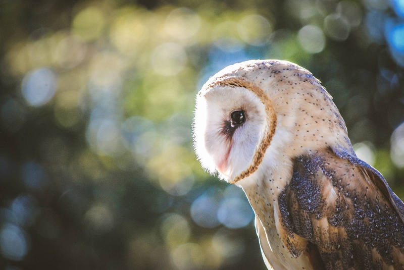 wise, animal body part, defocused, face, close-up, gray, focus on foreground, animal, wildlife, portrait, bird of Prey, animal themes, bird, animal eye