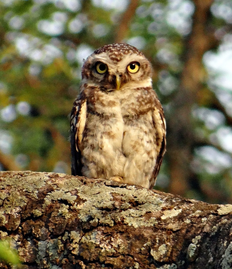 nature, owl, bird, no people, 1080P, wildlife, animals In The Wild, animal wildlife, bird of Prey, alertness, hunter, eagle, animal, looking at camera