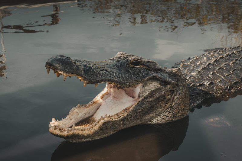 sea life, one animal, no people, mouth open, anaconda, 4K, wildlife, animal body part, park, close-up, day, water, teeth, reptile, animal, alligator, reflection