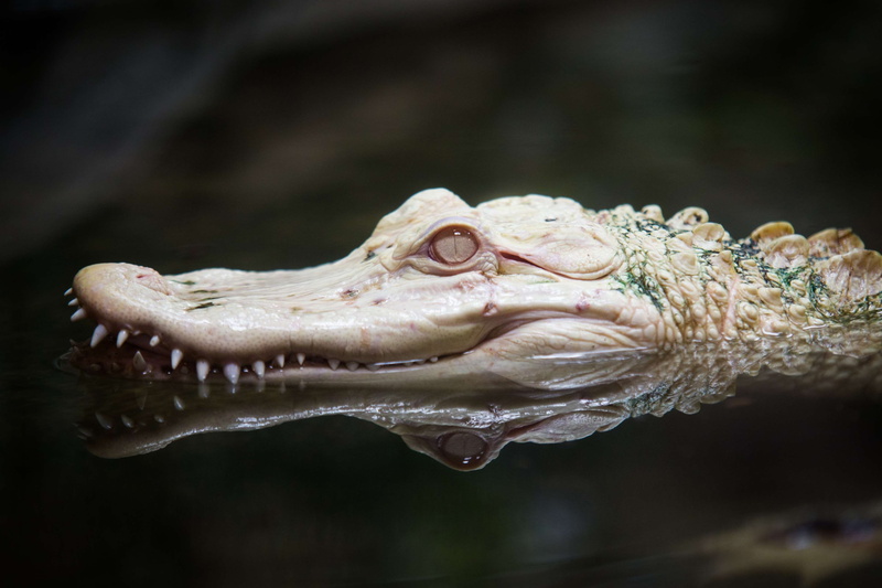 day, sea, close up, animal themes, teeth, nature, water, alligator, amphibian, swimming, dangerous, wild anima, head, animal mouth, animal teeth, animal photography