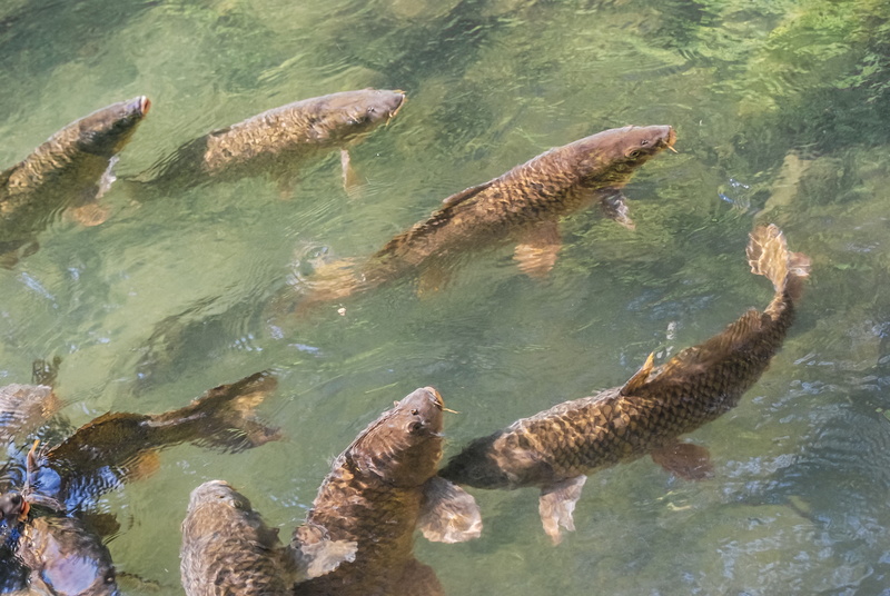 high angle view, catch, waterfront, animal, vertebrate, fish, Water, Fishing, river, nature, sea Life, sport, Fish, Food, Carp, turquoise colored, freshwater